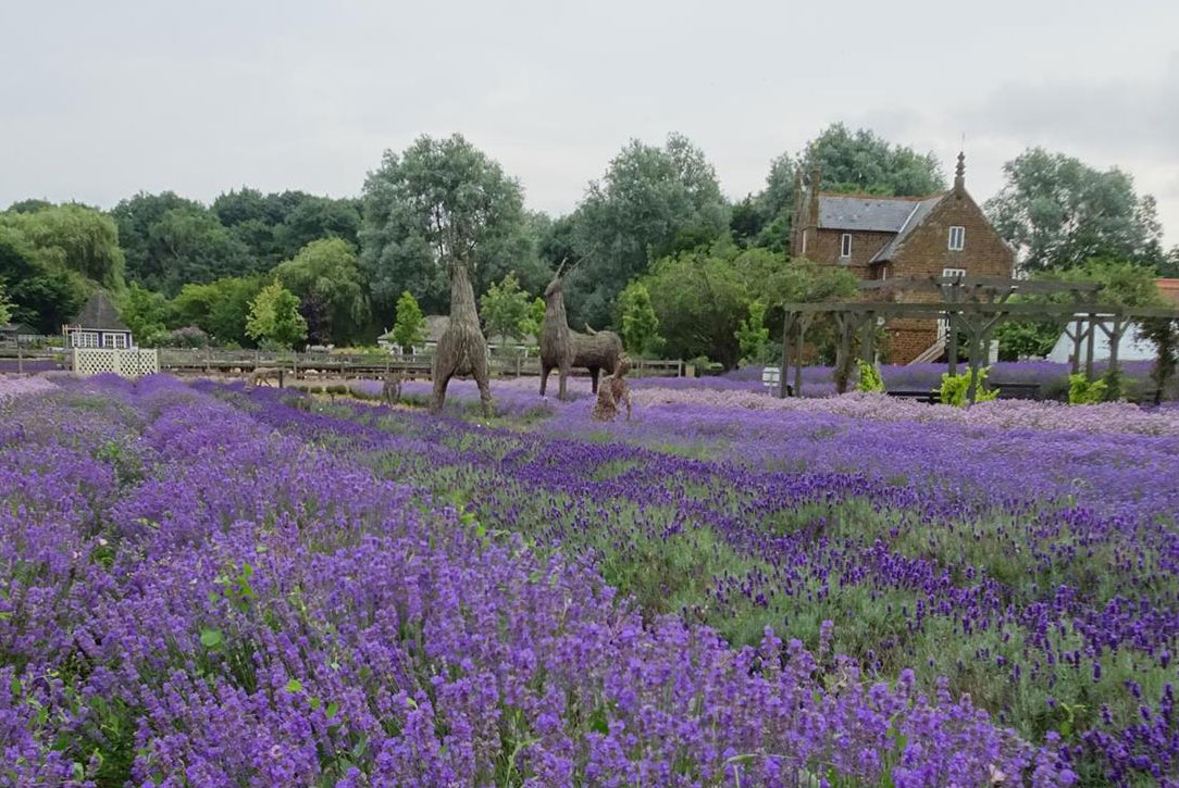 Norfolk Lavender